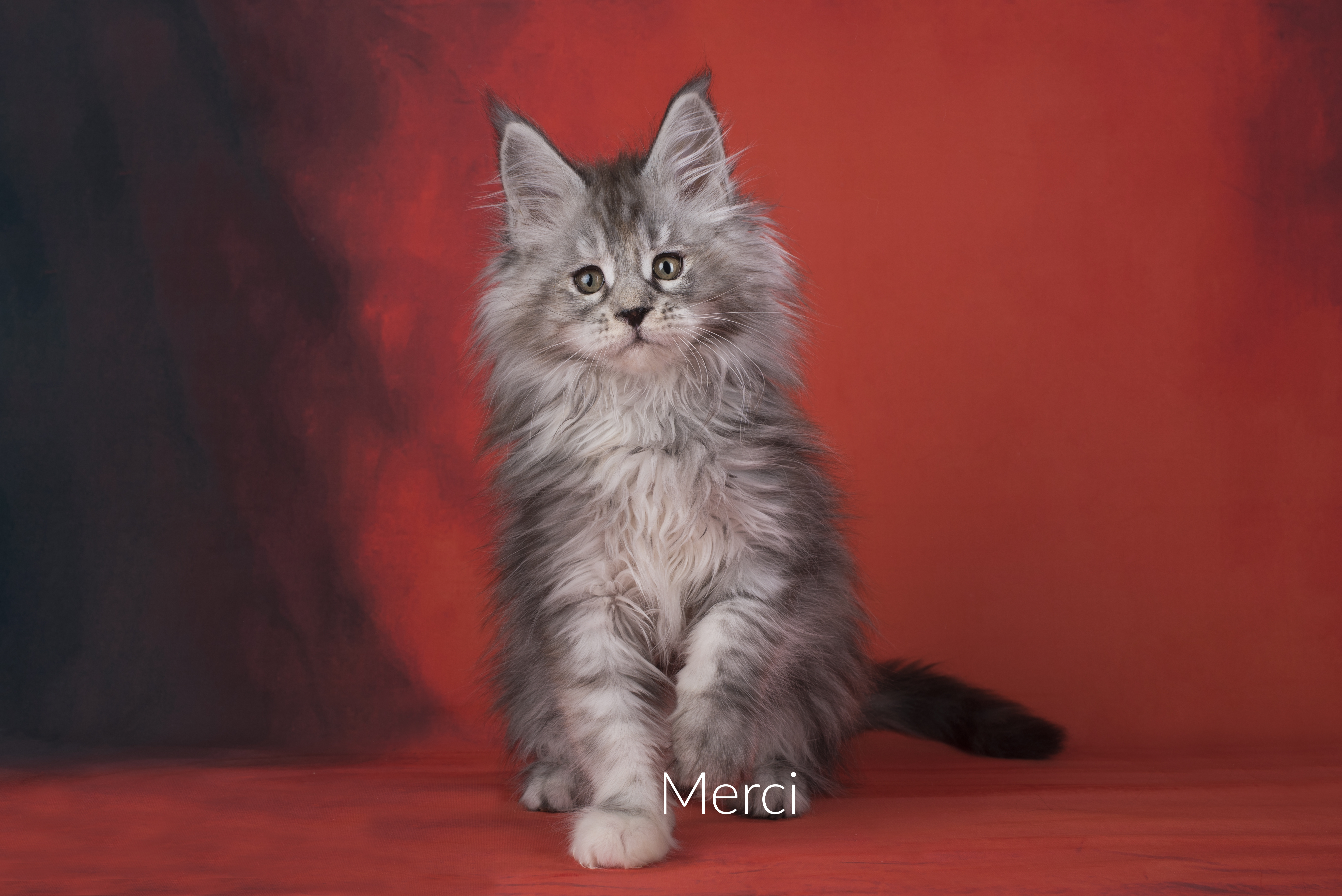Maine Coon on a red isolated background